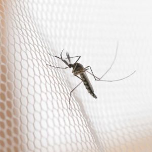 Mücke sitzt an Insektenschutzgitter